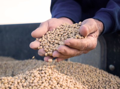 Argentina 2023/24 soybean production forecast at 50 mln Tons